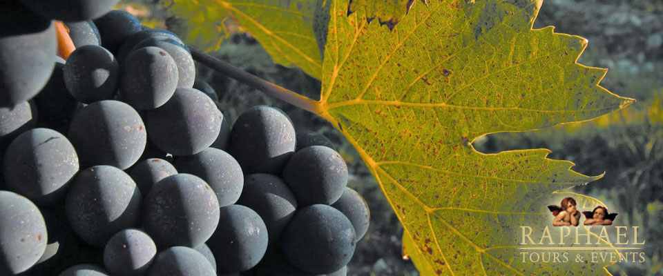 Sangiovese Local Grapes Variety
